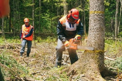 О продаже древесины, полученной при проведении регламентных работ по вырубке лесных насаждений