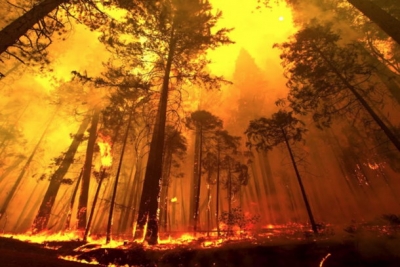 Пожароопасный период на территории лесного фонда Тверской области
