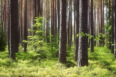 О лесопользователях, осуществляющих заготовку и поставку дровяного долготья по территории Тверской области