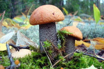 Младшим школьникам Лихославля расскажут о внешнем виде, условиях роста и значении грибов в природе