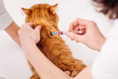 О бесплатной вакцинации собак и кошек против бешенства