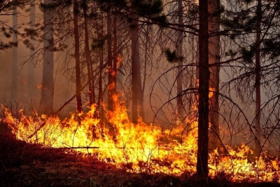Пожарная безопасность в лесу и правила охоты!
